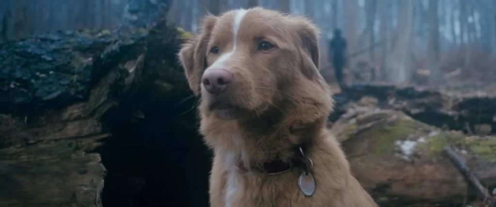 Reseña de Good Boy (2025)